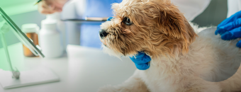 Curso Prático de Castração em Cães e Gatos