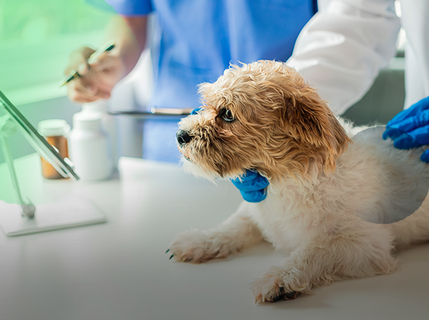 NEC abre inscrições para curso prático de castração em cães e gatos