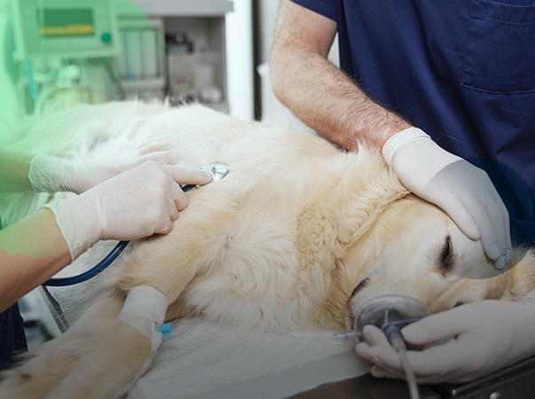 Unileão oferta curso sobre práticas ambulatoriais em urgência e emergência de cães e gatos