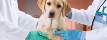 Curso de Práticas Ambulatoriais na Urgência e Emergência de Cães e Gatos