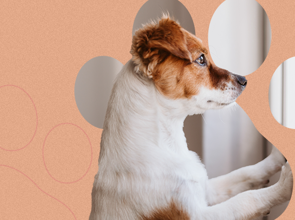 Unileão lança campanha permanente de sensibilização contra o abandono de animais