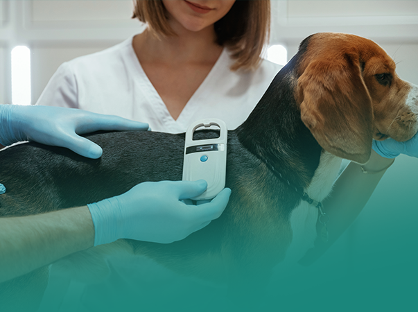 Unileão abre inscrições para curso sobre exames de rotina na dermatologia de cães e gatos