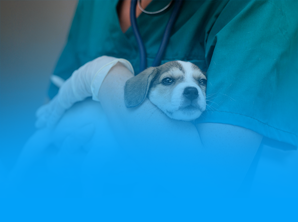 Unileão divulga resultado final da seleção para preceptores de Medicina Veterinária