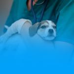 Unileão abre seleção para preceptorias em Patologia Clínica e Reprodução e Produção Animal